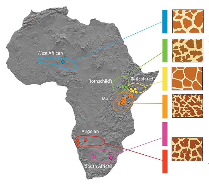Regional variation in giraffe coat patterns