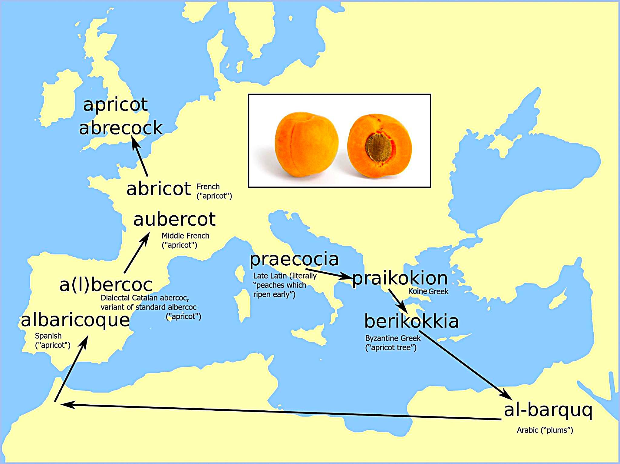 Origin of the word 'apricot'