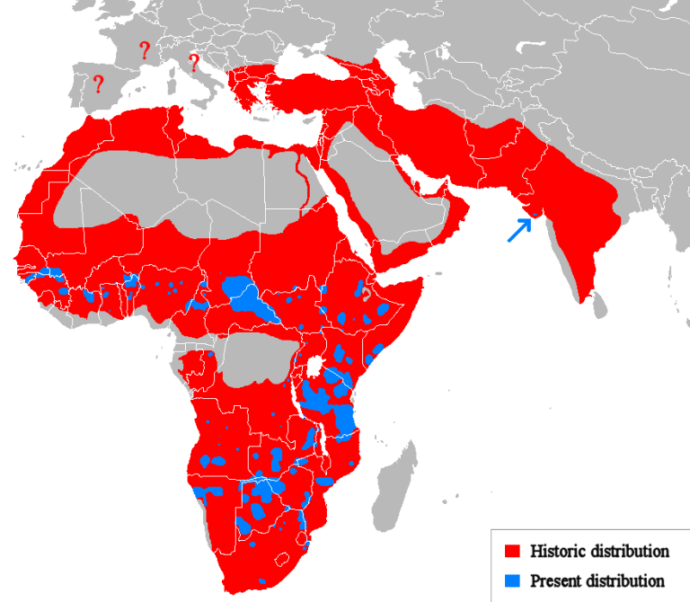 Distribution of Lions