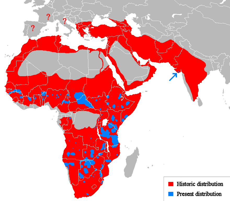 Distribution of Lions