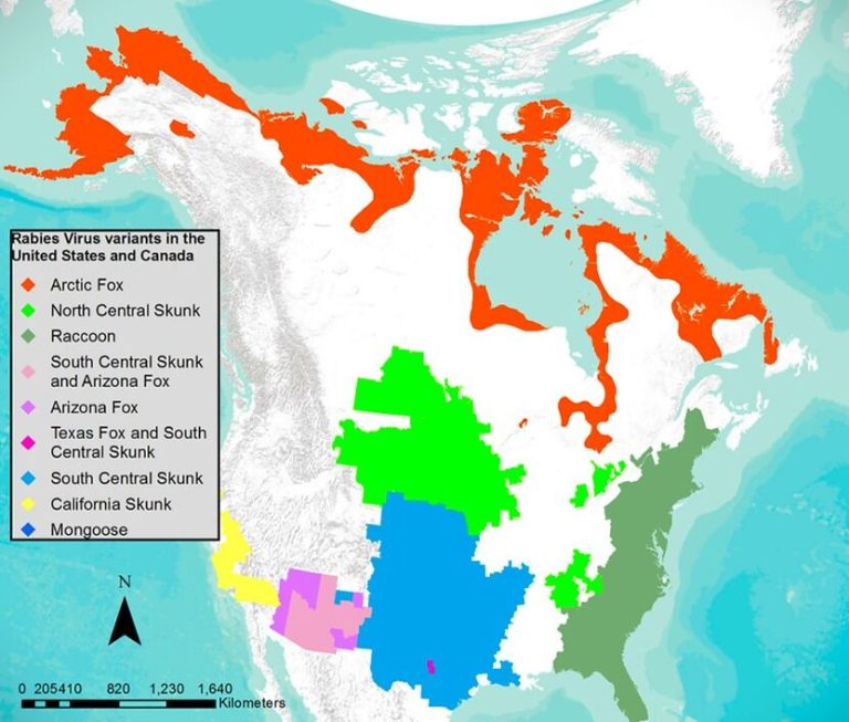 Which Animals Carry Rabies Near You A Guide to North America's Rabies Variants